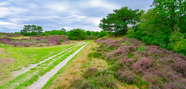 Field of purple heather in  the dunes near Bergen and Schoorl, Netherlands.