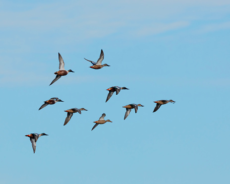 A flying flock of Northern Shoveler ducks, Spatula clypeata, flying against a clear, pale blue sky above Guadalhorce Estuary Natural Park, near Málaga, southern Spain.