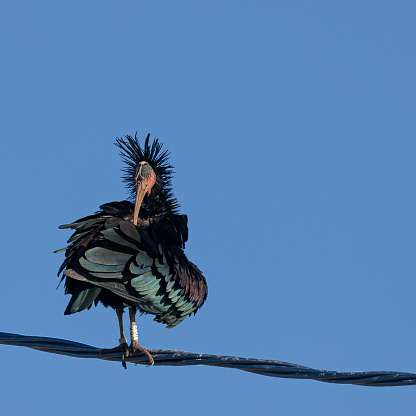 A Northern Bald Ibis, aka Waldrapp, Geronticus eremita, preening while standing on a cable, against a clear blue sky. One of the birds of the successful reintroduction project of this highly endangered species in southern Spain. It has rings on its legs to aid identification as part of this study.