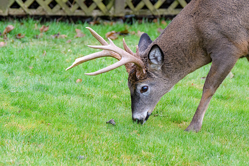 A buck whitetail deer with antlers eating a mowed lawn.