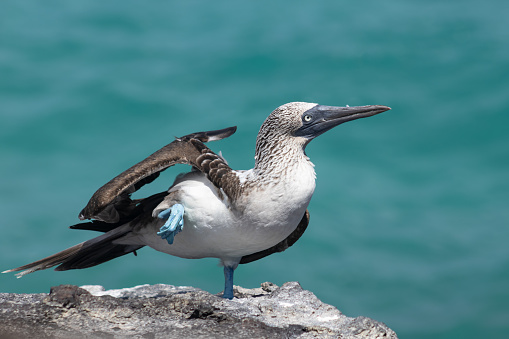 Blue-footed booby on North Seymour island on the Galápagos Islands during the breeding season