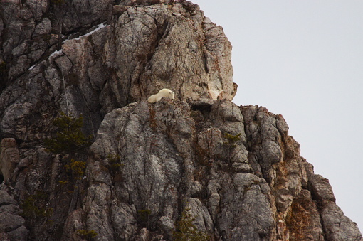 Rocky Mountain Goat, Oreamnos americanus, on Cliff, near Alpine Junction, Lincoln County, Wyoming