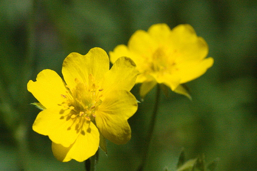 Field of vibrant yellow buttercup flowers