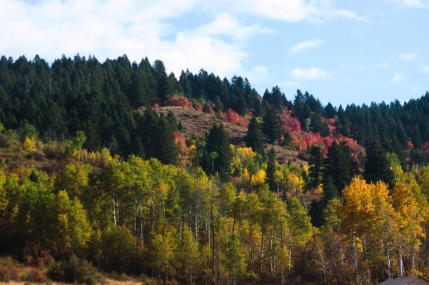 istock Autumn Colors in a Forest 1895048032