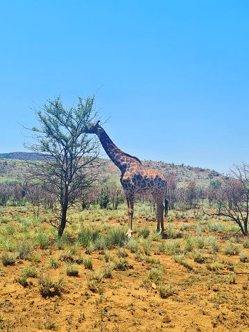 A Giraffe eating leaves from a tree in Pilanesberg National Park (ZAF)