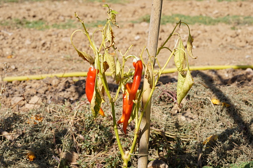 Dried red peppers fruits on the stem of dried pepper plant at the end of the summer. The plant stands in the middle on an empty field.