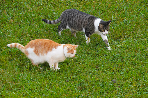 Two cats chasing a mouse in the meadow with some copy space. Capture in high angle view.