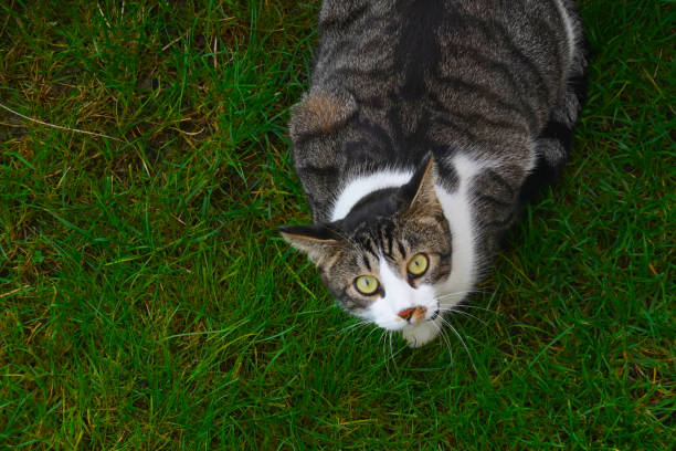 istock A cat sitting on the grass looking upwards at the camera. 1895056353