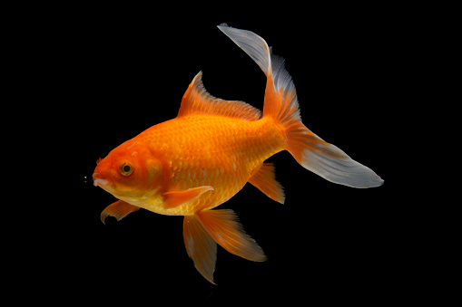 Goldfish isolated on the white background. Fish with clipping path.