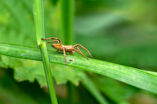 Nursery web spider (Pisaura mirabilis) a common garden and meadow insect, stock photo image