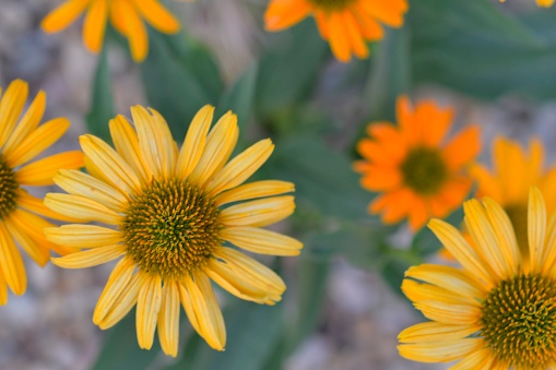 The family Asteraceae with the original name Compositae. Commonly referred to as the aster, daisy, composite, or sunflower family. Asteraceae consists of over 32,000 known species of flowering plants in over 1,900 genera within the order Asterales.