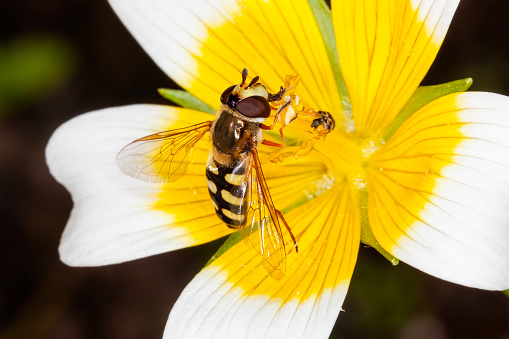 Hoverfly (Eupeodes luniger) a common insect flying species found in the UK feeding on the nectar of a poached egg plant flower, stock photo image