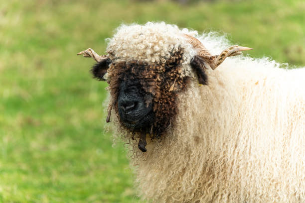 valais blacknose sheep - 6732 fotografías e imágenes de stock