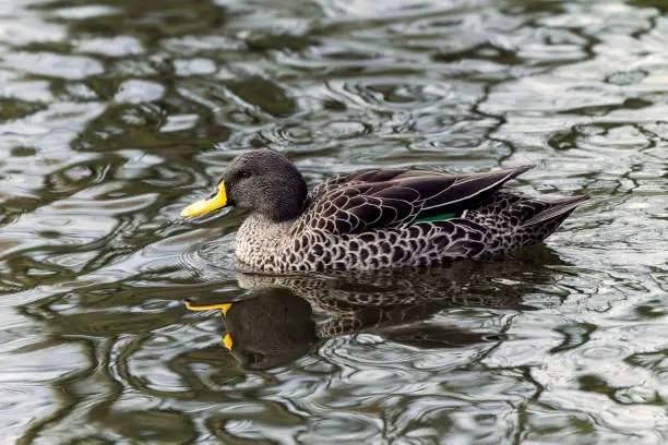 Yellow-billed duck (Anas undulata) swimming on a lake, which is a non-migratory bird found in southern and eastern Africa, stock photo image