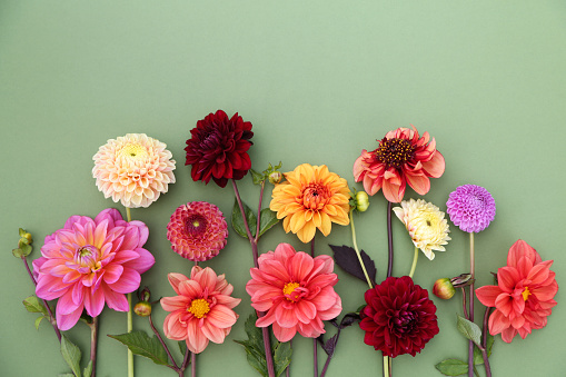 Colorful background of garden flowers, top view.