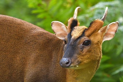 Muntjac Deer Buck

Please view my portfolio for other wildlife photos