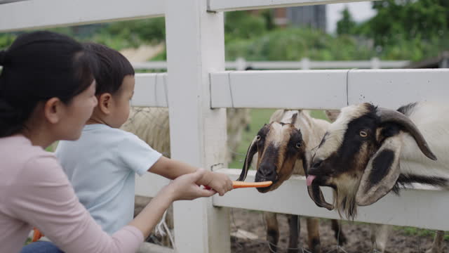 Lovely Asian mother and adorable baby boy feeding little goat on the farm together. Little toddler boy petting animals with his mother. Young baby animal experience outdoor learning family relation concept.