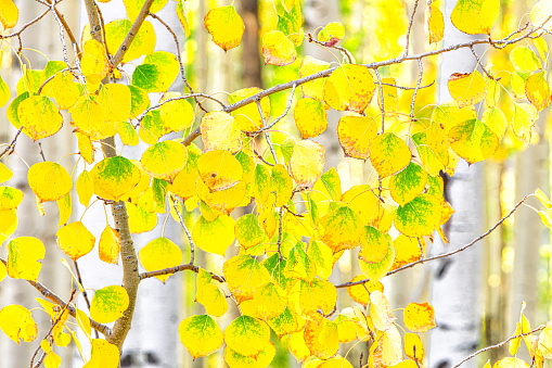 Yellow aspen leaves in fall shot in Telluride, Colorado in early autumn.