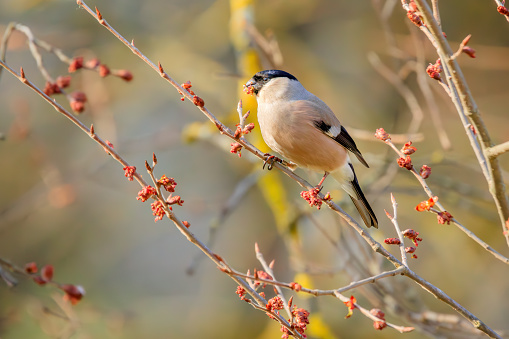 perched on a defoliated branch in winter.h