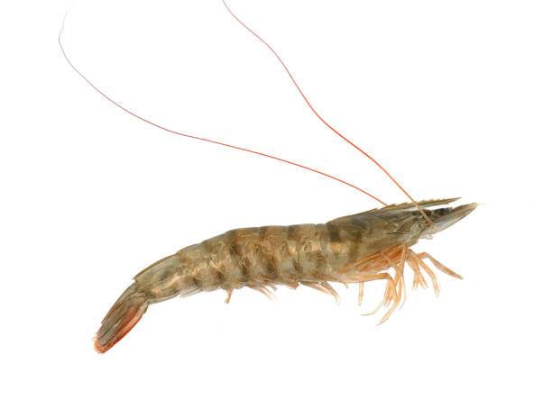 istock Fresh living shrimp isolated on white background 1895205911