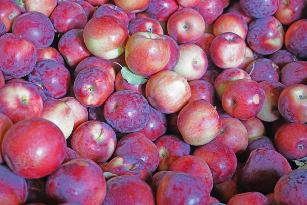Fresh picked apples background in the harvest season