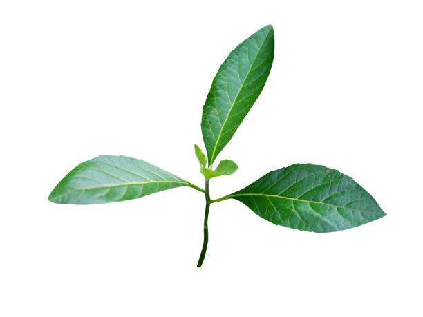 istock Vernonia amygdalina or bitter leaf 1895209004