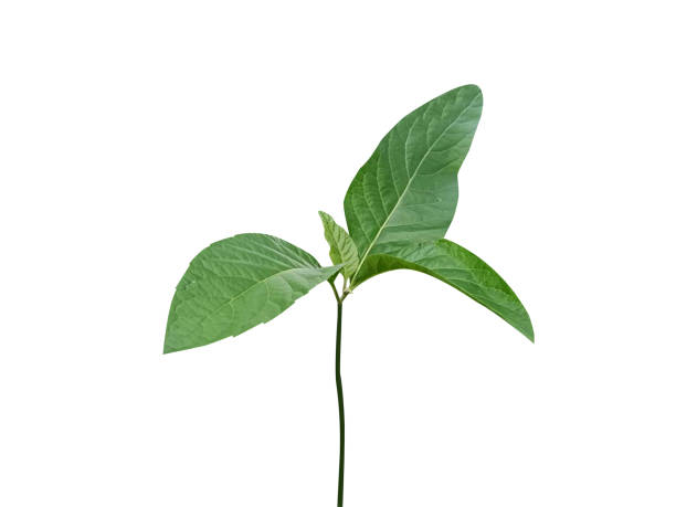 istock Vernonia amygdalina or bitter leaf 1895209507