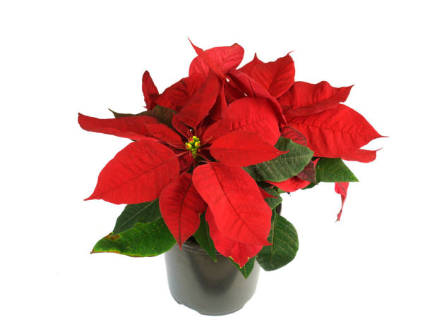 close up on poinsettia flower isolated on white background - isolated on white growth symbol poinsettia ストックフォトと画像