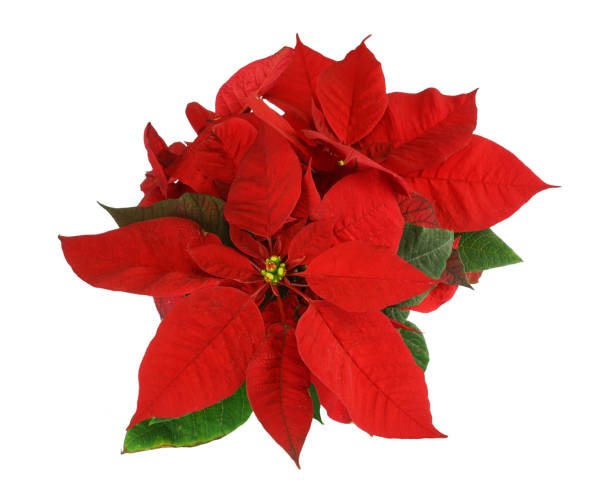 白い背景で隔離されたポインセチアの花のクローズアップ - isolated on white growth symbol poinsettia ストックフォトと画像