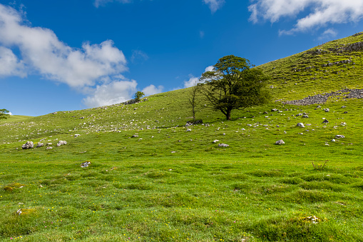 Limestone boulders on grassland close to Malham Tarn in the southern area of the Yorkshire Dales National Park in England.