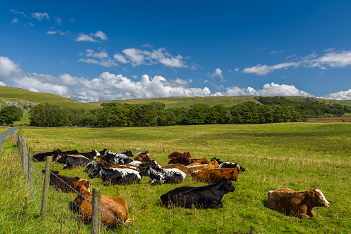 Cows resting in a field close to Malham Tarn in the southern area of the Yorkshire Dales National Park in England.
