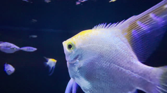 Pterophyllum Scalare yellow fish underwater