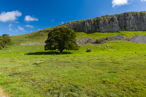 Limestone cliff face close to Malham Tarn in the southern area of the Yorkshire Dales National Park in England.