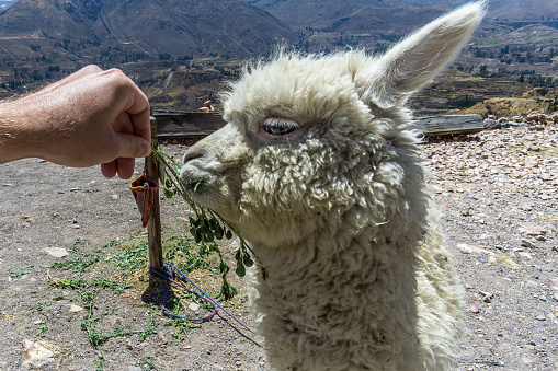 A tourist hand feeding a cute baby alpaca close up, at the Colca Canyon near Arequipa, Peru