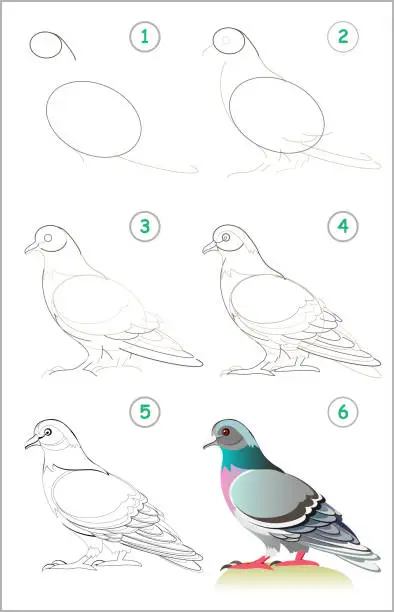 Vector illustration of Page shows how to learn step by step to draw a cute pigeon. Developing children skills for drawing and coloring. Back to school. Vector cartoon image.