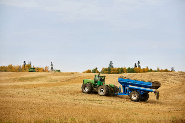Tractor with grain box trailer driving on the farm during harvest time