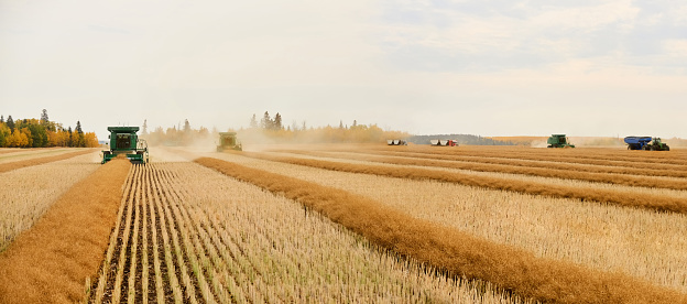 Combine harvester machine working on farm field during harvesting season