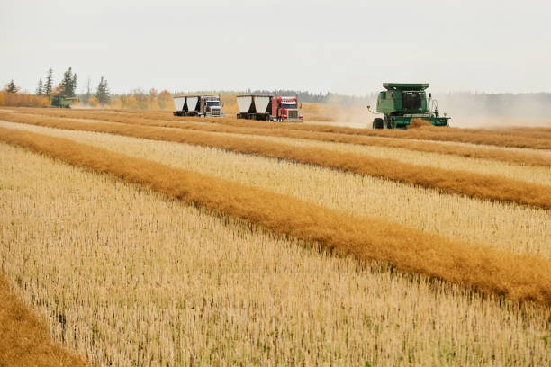 istock Combine harvester machine and grain trucks on canola field during harvest 1895288849
