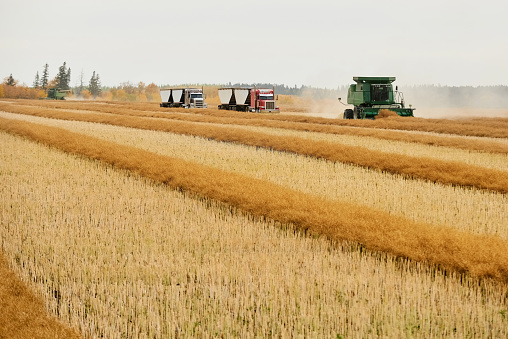 Combine harvester machine in farm field with two grain loading trucks during harvesting season