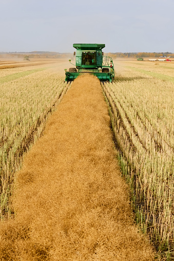 View of combine harvester machine working in canola field during harvest