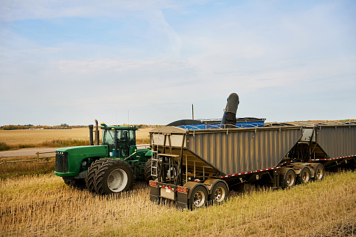 Combine harvester harvesting in an agricultural field and collecting the grain in trailer on farm