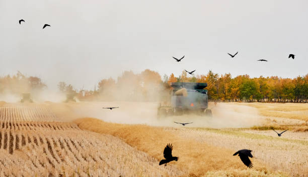 istock Combine harvester machine harvesting crop in farm 1895289848