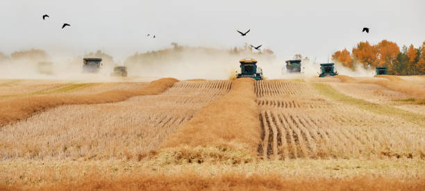 istock Harvesting machines working in the field 1895289850