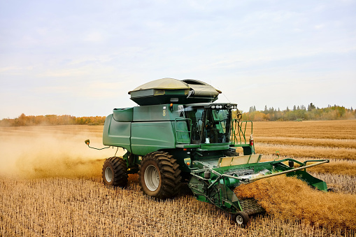 Large combine harvester machine working in mustard field during harvest season