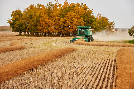 Combine harvester machine harvesting mustard crop on agricultural farm field