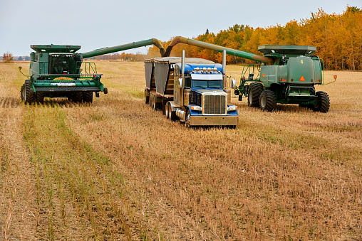 Combine harvesters harvesting crop and collecting the grain in trailer in middle on farm field