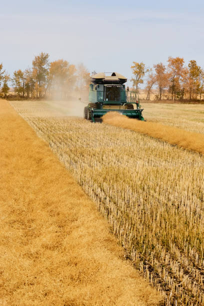 istock Modern combine harvester machine working in mustard field 1895290370