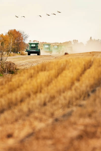 istock Combine harvester harvesting mustard crop on farm 1895290879