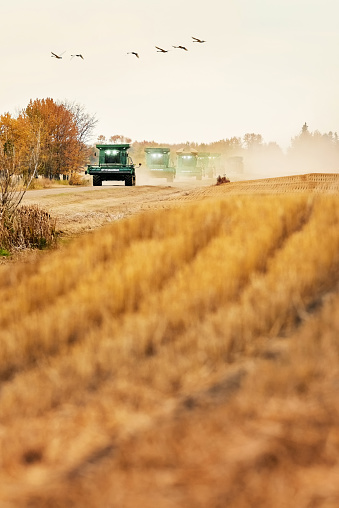 Combine harvester harvesting mustard crop on farm field during harvest time