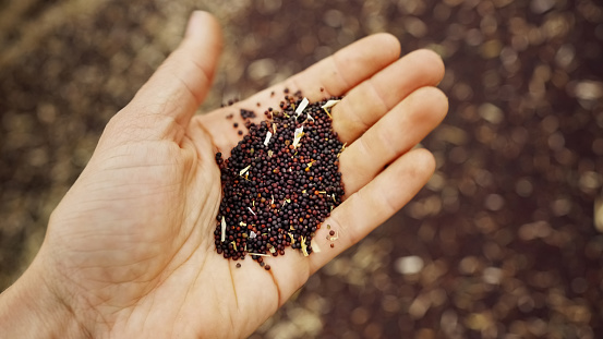 Close-up of a farmer holding canola seeds in his hand